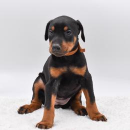 Brown Collar female - Black and rust female Doberman Pinscher puppy in Lafayette, Louisiana from Indah Lux Dobermans