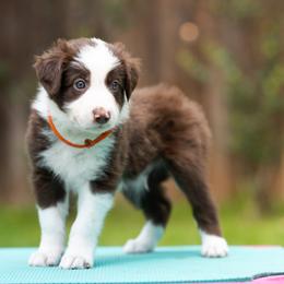 Vega - Red male Border Collie puppy in Austin, Texas from Border Collie dei Fanelli