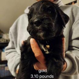 Gold color - Black male Bernedoodle puppy in Fairmount, Indiana from Capens' Doodles,Poodles and Poo's
