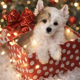 Maple - White female Chinese Crested puppy in Dublin, California from Show Style Chinese Cresteds