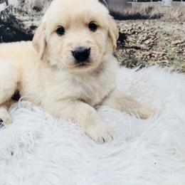 Red - Light golden male Golden Retriever puppy in Harrisburg, North Carolina from Bunn Ranch Goldens & Bernese