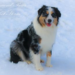 Australian Shepherds from Diamond Paws Australian Shepherds