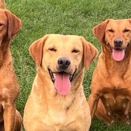 English Cocker Spaniels and Labrador Retrievers from Belews Creek Gundogs