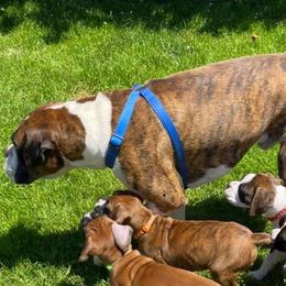 Boxer Puppies from Dudley’s Dream Boxers
