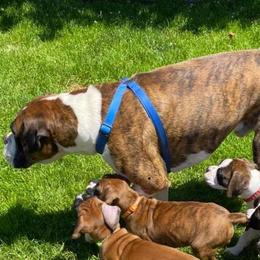 Boxer Puppies from Dudley’s Dream Boxers