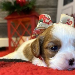 Girl 2 - Cavalier King Charles Spaniel puppy in Kirksville, Missouri from Show Me Poodles Doodles and Cavaliers