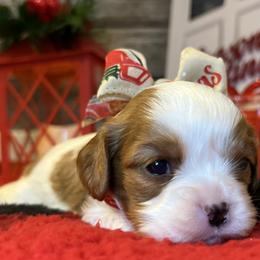 Girl 2 - Cavalier King Charles Spaniel puppy in Kirksville, Missouri from Show Me Poodles Doodles and Cavaliers