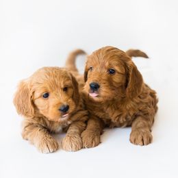 Goldendoodle and Golden Retriever Puppies from Utah Goldens