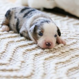 Pop-tart - Blue merle male Toy Australian Shepherd puppy in Charlestown, Indiana from Hydden Aussies