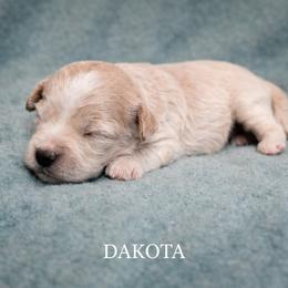Dakota - Apricot female Goldendoodle puppy in Hendersonville, Tennessee from Ben's Best Buddy Goldendoodles