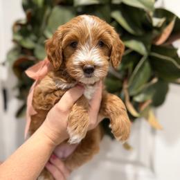 Nova - Apricot female Goldendoodle puppy in Mesa, Arizona from Twinkle MiniDoodles
