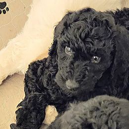 Goldendoodles from Charlotte's Goldendoodles