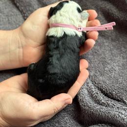 Girl 1 - Black and white female Sheepadoodle puppy in Wharton, Texas from Little Fur Friends