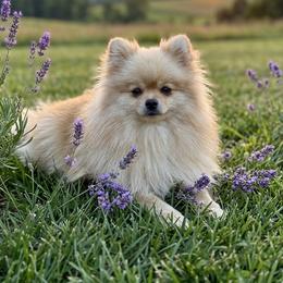 Breezy - Pomeranian