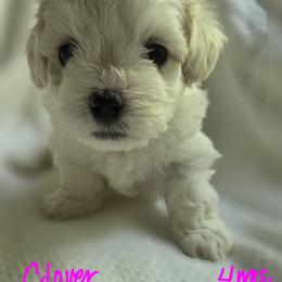 Maltipoo Puppies from Missy's Little Garden
