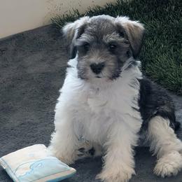 Sammy - Parti male Miniature Schnauzer puppy in Ferndale, Washington from Blackhorse Schnauzers Washington state