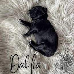 Bernedoodle and Poodle Puppies from Salty Standards