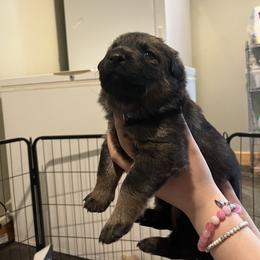 Smokey - Sable male German Shepherd puppy in Colorado Springs, Colorado from Forest Home Shepherds