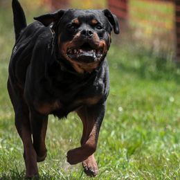 Maximus - Rottweiler