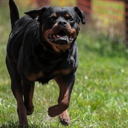 Maximus - Rottweiler