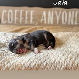 Java - Black tri-color male Australian Shepherd puppy in Spartanburg, South Carolina from Hub City Aussies