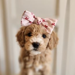 Purple - Apricot female Goldendoodle puppy in Prattville, Alabama from Jericho Junction Doodles and Poodles