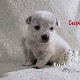 Cupid - Blue male Australian Cattle Dog puppy in Silsbee, Texas from Rockin ND Ranch