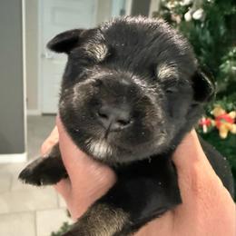 Black silver boy - Black and silver male Miniature Schnauzer puppy in Avondale, Arizona from Campos Schnauzers