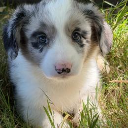 Maiya - Blue merle and white female Cardigan Welsh Corgi puppy in San Diego ,Ca, California from SoCal Native Corgis