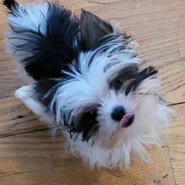 Casper Rose - Yorkshire Terrier