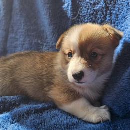 Yoshi - Red male Pembroke Welsh Corgi puppy in Castle Rock, Washington from Heckman Corgis