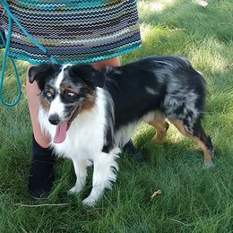 Dallas - Miniature Australian Shepherd