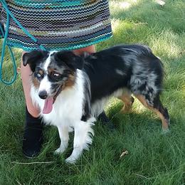 Dallas - Miniature Australian Shepherd