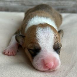 Dolly - Sable female Pembroke Welsh Corgi puppy in Ledbetter, Texas from Texas Pembroke Corgis