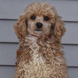 Tilly - Poodle