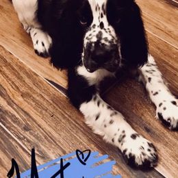 English Springer Spaniel Puppies from River’s Edge ~ English Springer Spaniels