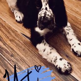 English Springer Spaniel Puppies from River’s Edge ~ English Springer Spaniels