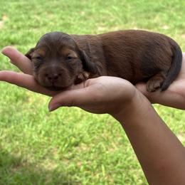 Strudel - Red female Dachshund puppy in Charlotte County, Florida from Doxie Den