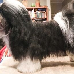 Havanese and Miniature Schnauzer All Grown Up from Maplecreek