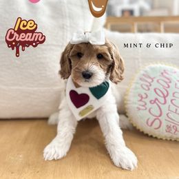 Mint Chip - Caramel red female Australian Labradoodle puppy in Palmdale, California from Doodles_Ko