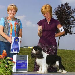 Cavalier King Charles Spaniel Puppies from Whisper Wood Acres