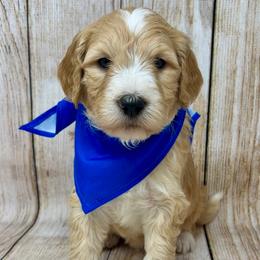 Blue Male - Apricot male Goldendoodle puppy in Great Falls, Montana from Montana Goldendoodles