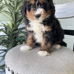 Cooper - Tri-color male Bernedoodle puppy in Holtwood, Pennsylvania from Country Ridge Puppies
