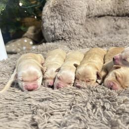 Boy 2 - Golden male Golden Retriever puppy in North Pole, Alaska from Mulberry Retrievers