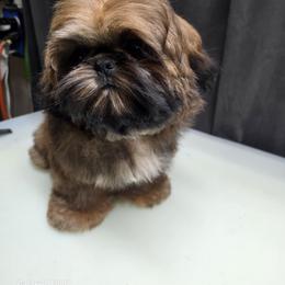 Evilynn - Red female Shih Tzu puppy in Owensboro, Kentucky from Mackwood Shih Tzu