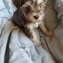 Miniature Schnauzer Puppies from JVH Mini Schnauzers