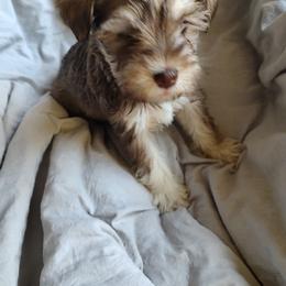 Miniature Schnauzer Puppies from JVH Mini Schnauzers