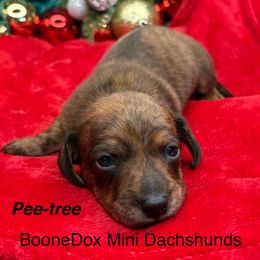 Pee tree - Brindle male Dachshund puppy in Lexington, Oklahoma from BooneDox Miniature Dachshunds