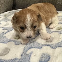 Ginny - Tri-color male Coton de Tulear puppy in Pflugerville, Texas from Beethoven’s Cotons