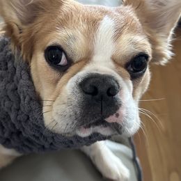 Rocky - Boston Terrier